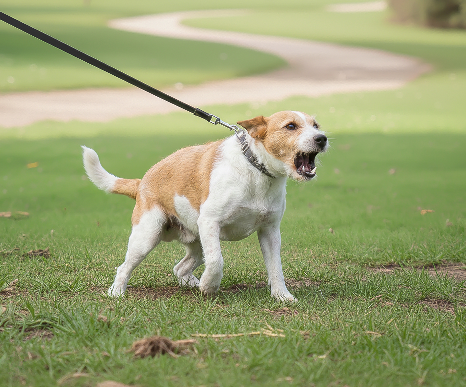 Perro reactivo en Úbeda | Ra Educación Canina